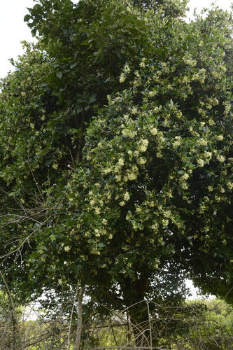 Image of Atalantia monophylla by (c) Siddarth Machado, some rights reserved (CC BY)