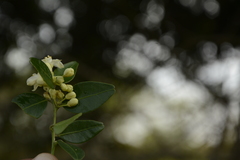 Atalantia monophylla