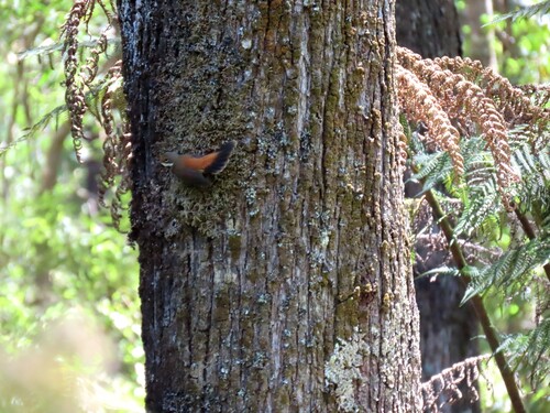 Australian Rufous Fantail (Rhipidura rufifrons), photo 8