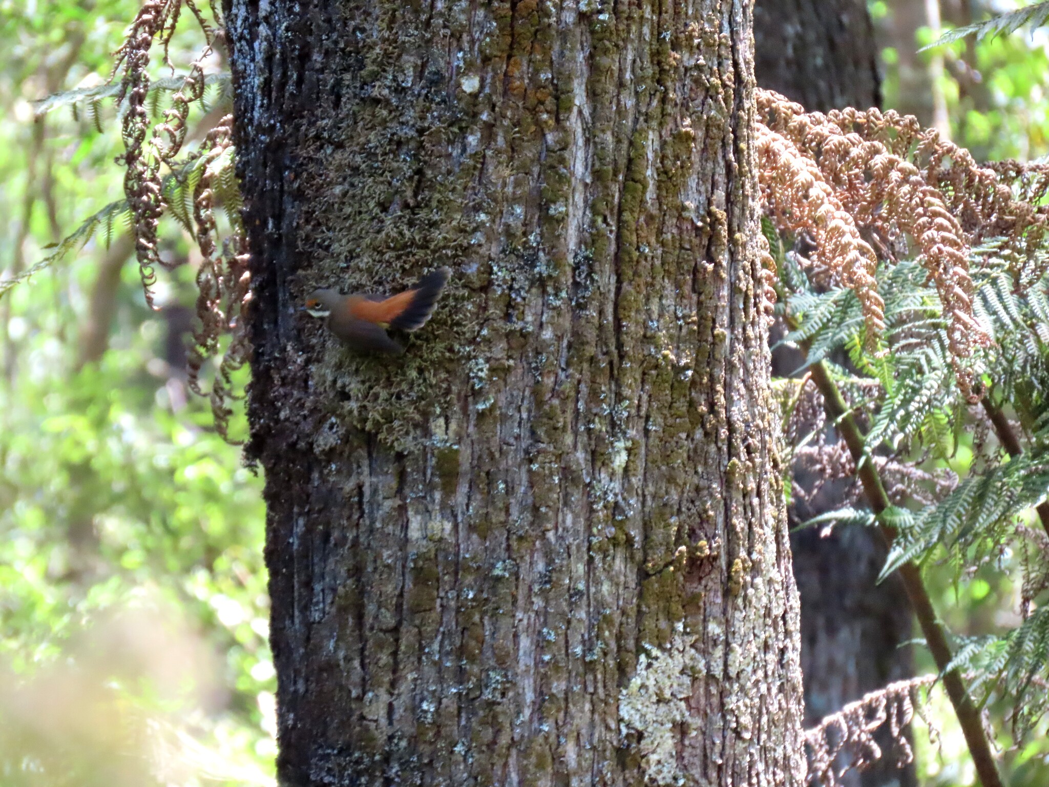 Australian Rufous Fantail (Rhipidura rufifrons), photo 9