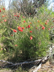 Melaleuca linearis linearis