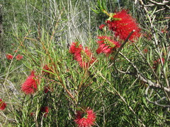 Melaleuca linearis linearis