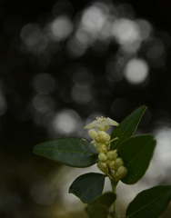 Atalantia monophylla