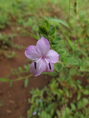 Barleria mysorensis