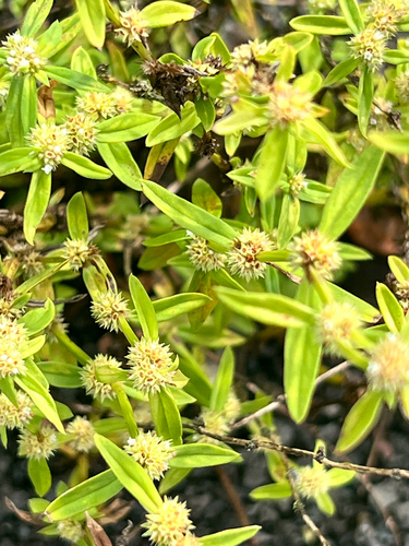 Spermacoce prostrata observed 2026-01-15