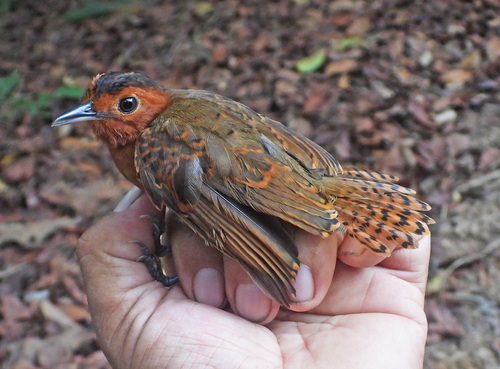 White-throated Antbird (Oneillornis salvini), photo 9