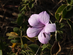 Barleria mysorensis