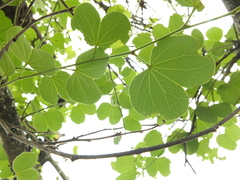 Bauhinia racemosa