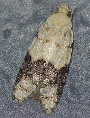 Tracholena sulfurosa