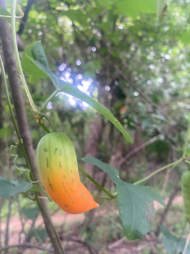 Baboon Bushpumpkin