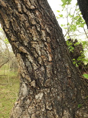 Bauhinia racemosa