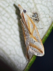 Arotrophora arcuatalis