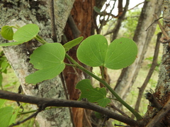 Bauhinia racemosa