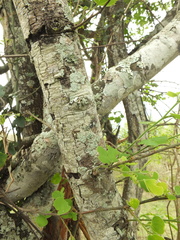 Bauhinia racemosa