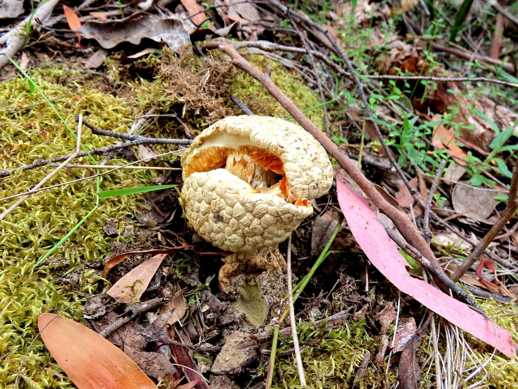 Amanita ochrophylloides