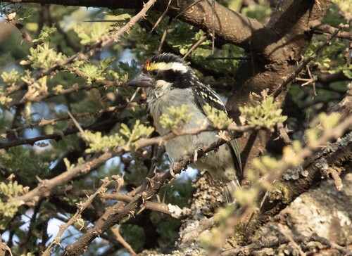Red-fronted Barbet (Tricholaema diademata), photo 3