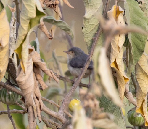 Buff-bellied Warbler (Phyllolais pulchella), photo 7