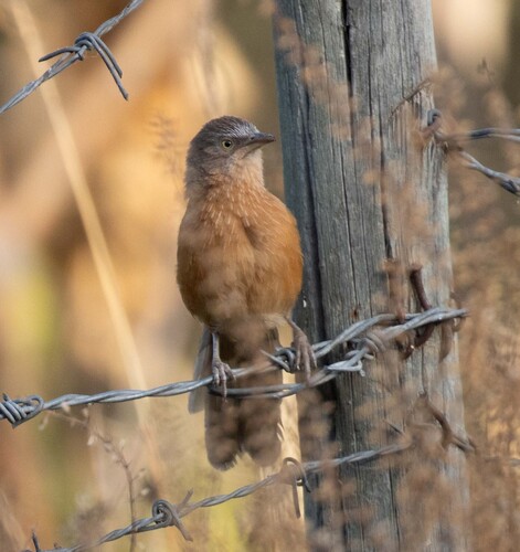 Rufous Chatterer (Argya rubiginosa), photo 3
