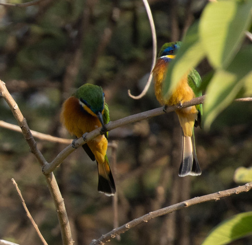 Ethiopian Bee-eater (Merops lafresnayii), photo 2