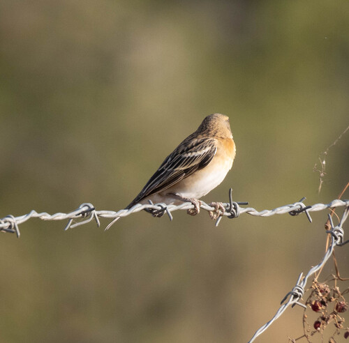 Chestnut Weaver (Ploceus rubiginosus), photo 10