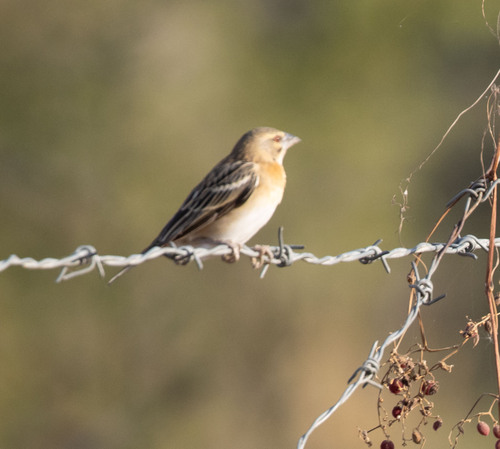 Chestnut Weaver (Ploceus rubiginosus), photo 1