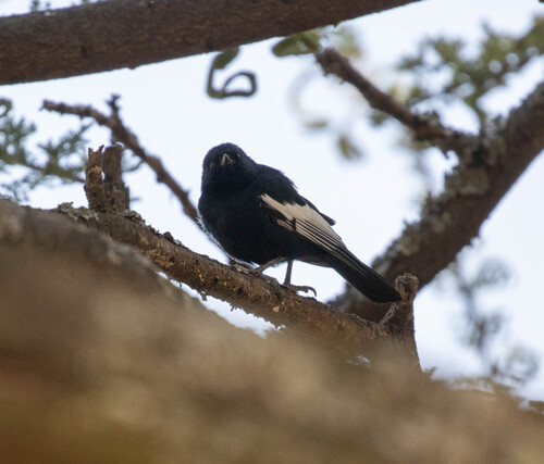 White-winged Black Tit (Melaniparus leucomelas), photo 5