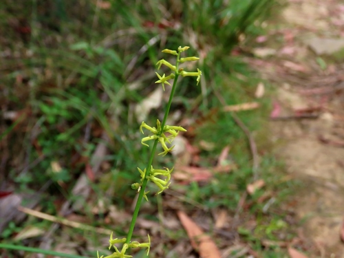 Yellow Stackhousia (Stackhousia viminea)