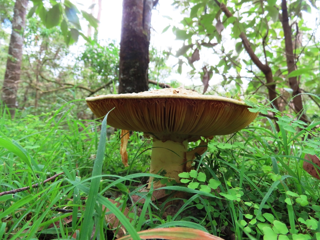 Amanita ochrophylloides · January 2026 · photo: © cygnet (iNaturalist, cc-by)