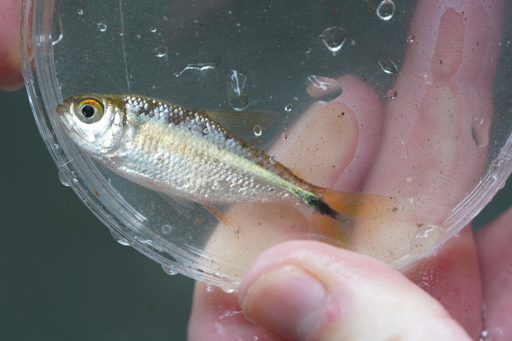 Banded astyanax (Astyanax fasciatus) — Characidae