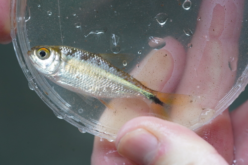 Banded astyanax (Astyanax fasciatus) — Characidae
