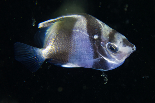 Bannerfish (Heniochus diphreutes) — Chaetodontidae — 4