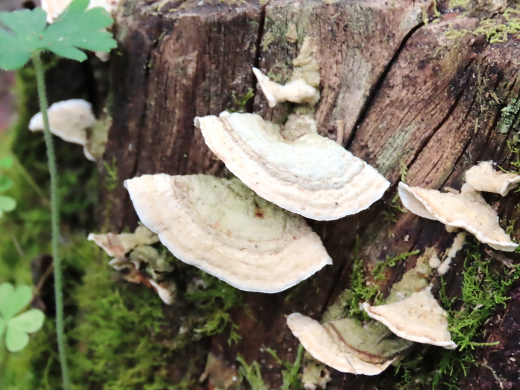 Stereum subtomentosum · January 2026 · photo: © cygnet (iNaturalist, cc-by)