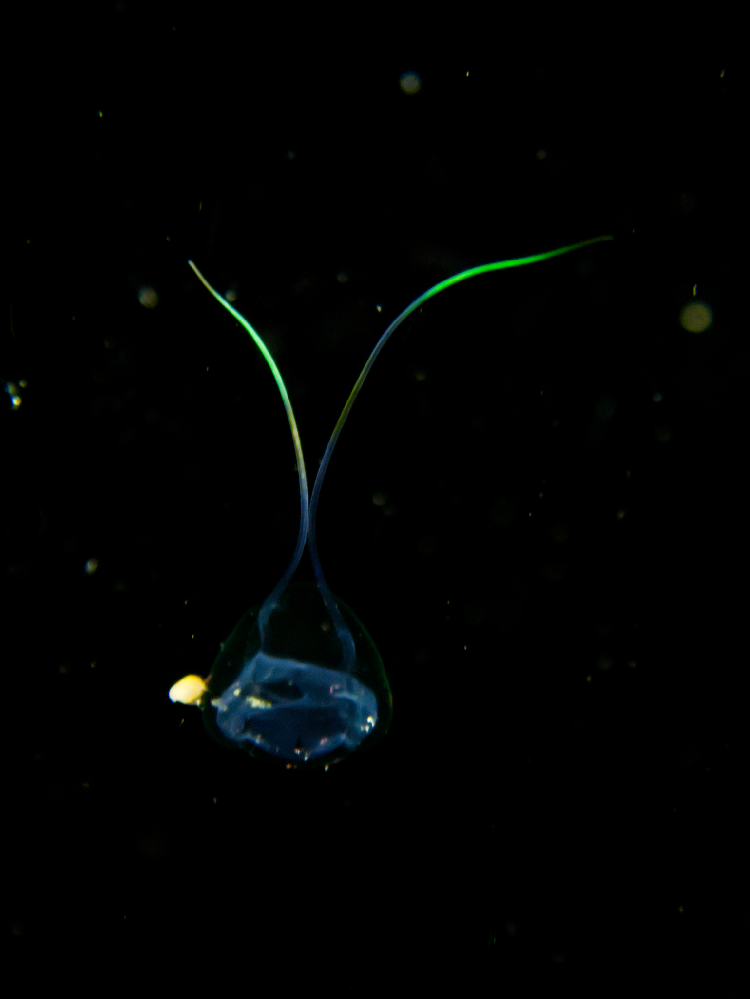 Solmundella bitentaculata (Quoy & Gaimard, 1833)