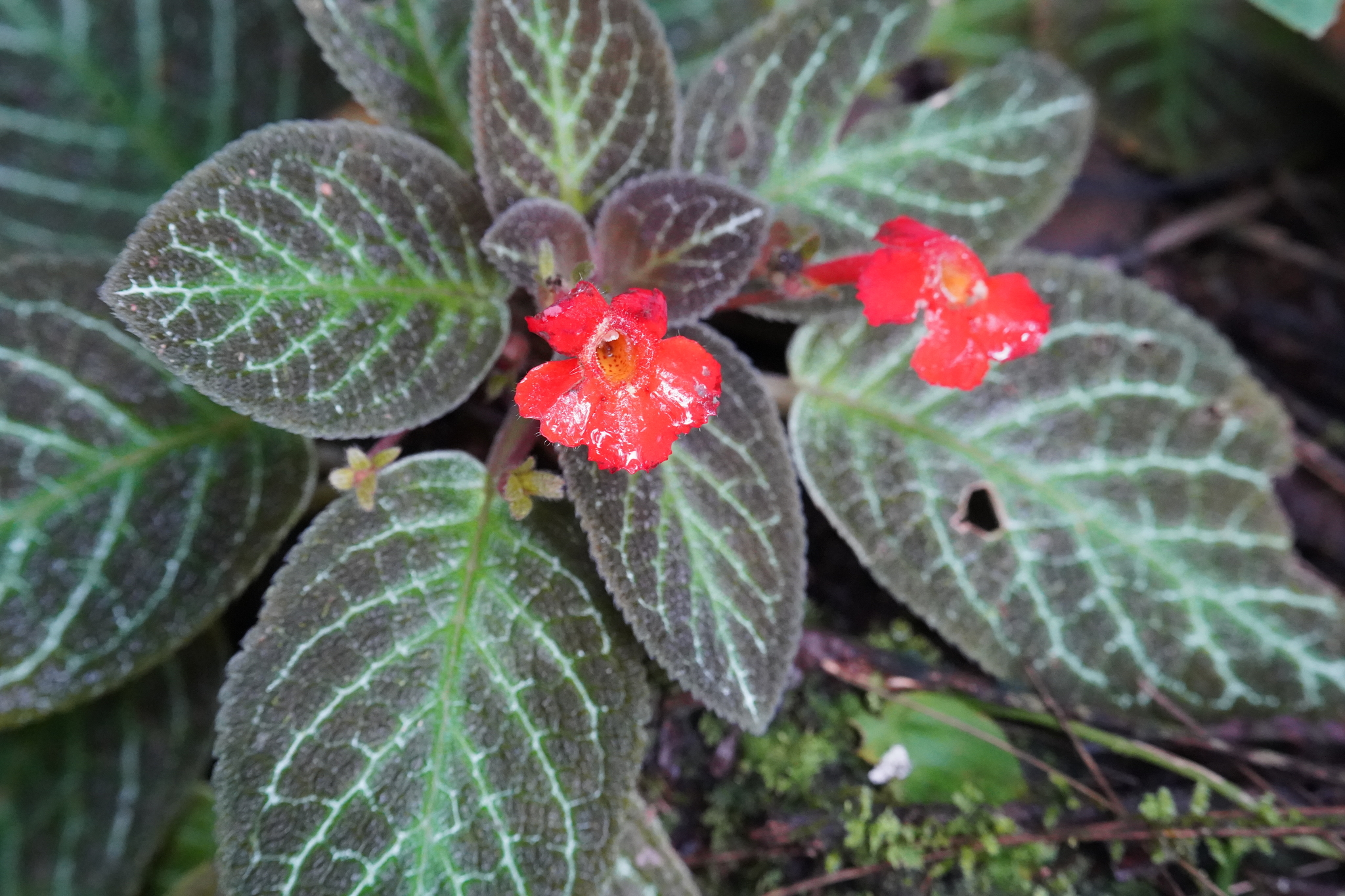 Episcia × wilsonii H.E.Moore 3