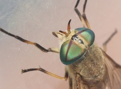 Tabanus texanus