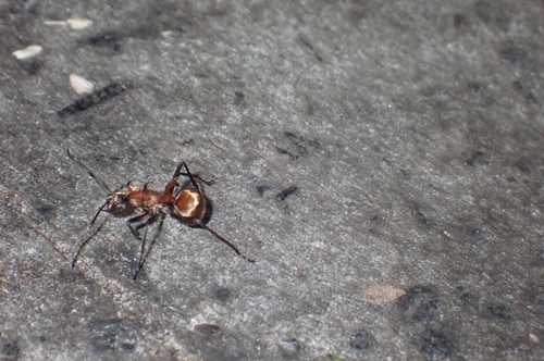 Polyrhachis bihamata