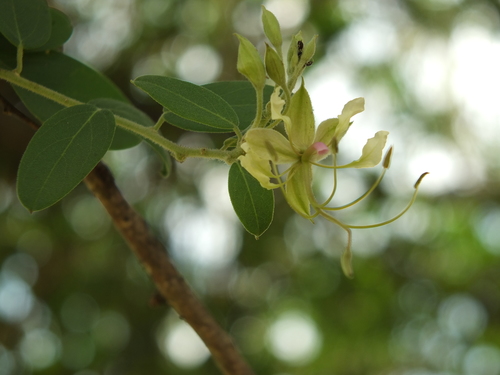 Image of Cadaba fruticosa by (c) Siddarth Machado, some rights reserved (CC BY)