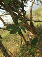 Cadaba fruticosa
