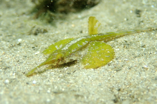 Longtail seamoth (Pegasus volitans) — Pegasidae