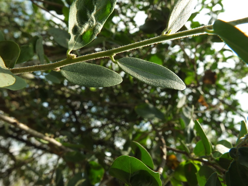 Image of Cadaba fruticosa by (c) Siddarth Machado, some rights reserved (CC BY)