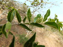 Canthium coromandelicum