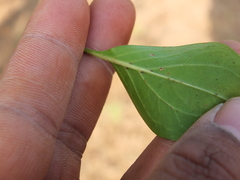 Canthium coromandelicum
