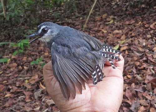 White-throated Antbird (Oneillornis salvini), photo 4