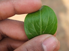 Canthium coromandelicum