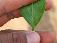 Canthium coromandelicum