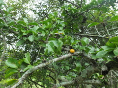 Canthium coromandelicum