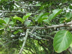 Canthium coromandelicum