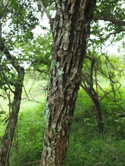 Canthium coromandelicum