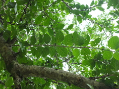 Canthium coromandelicum