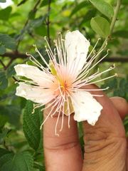 Capparis zeylanica